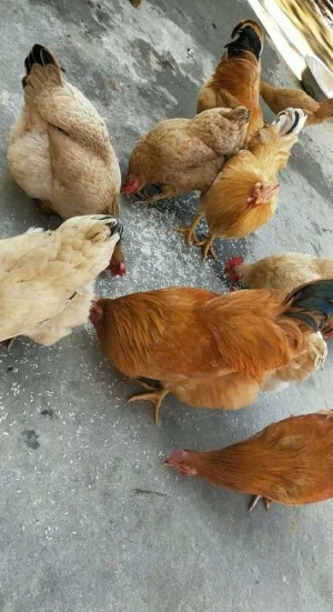 农家鸡图片