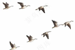 大雁群图片