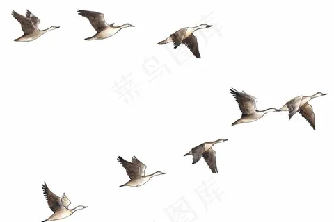 大雁群图片 大雁群图片