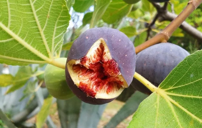 无花果图片