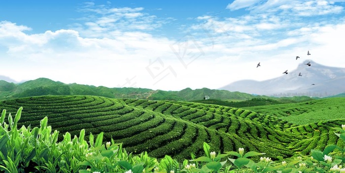 茶山图片