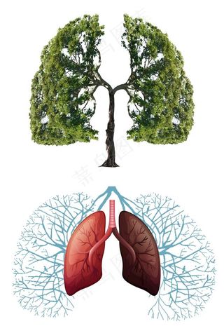 绿色树木清新肺部 肺部插画图片
