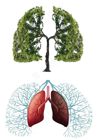 绿色树木清新肺部 肺部插画图片