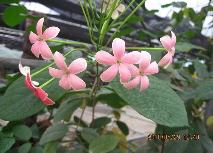 使君子花朵图片