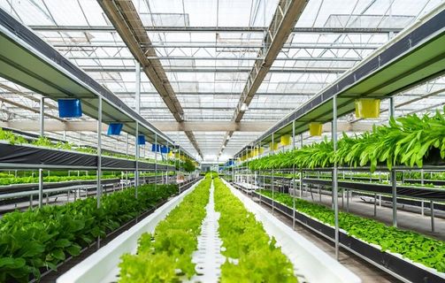 大棚菜种植图片