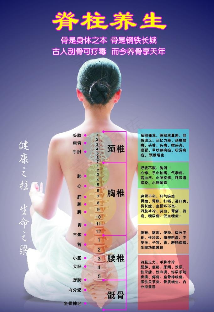 脊柱养生海报图片cdr矢量模版下载
