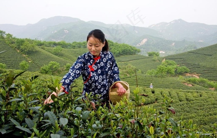 采茶女图片