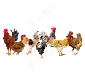 免扣鸡素材图片
