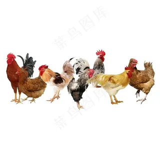 免扣鸡素材图片
