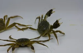 螃蟹图片