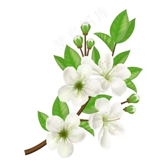 玉兰花与叶子图片