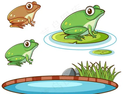 青蛙图片