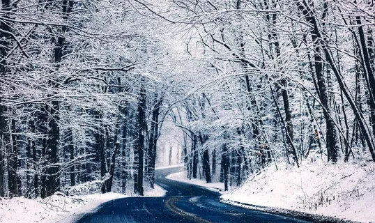 雪树林图片 雪树林图片
