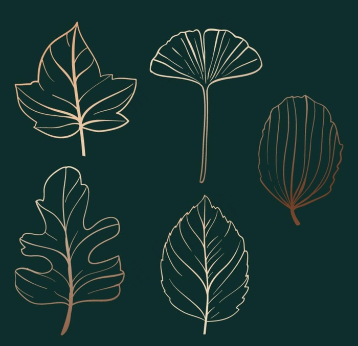 矢量线稿叶子设计素材图片