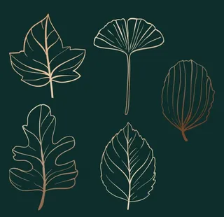 矢量线稿叶子设计素材图片