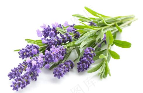 薰衣草图片
