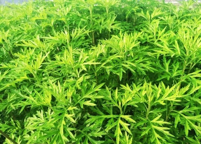 青蒿图片