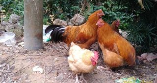 高清农家乐走地鸡老母鸡农家鸡窑图片