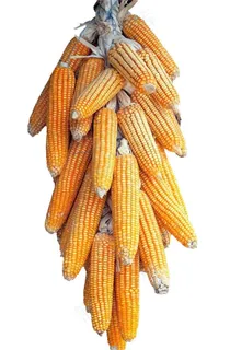玉米串图片
