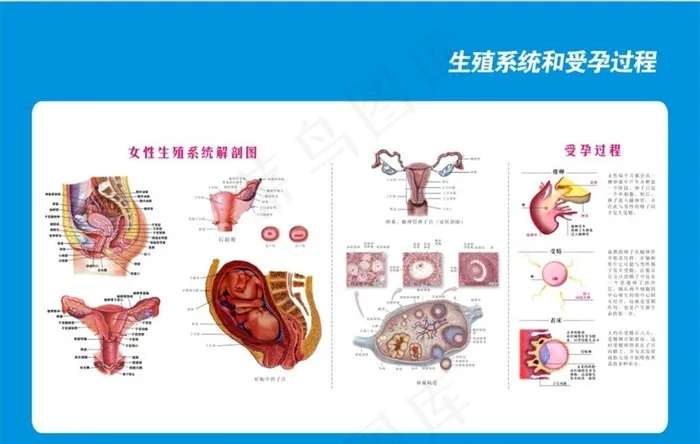 妇科生殖展板图片(210X297)cdr矢量模版下载