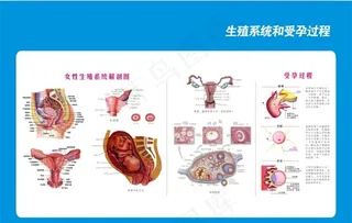 妇科生殖展板图片