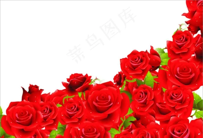 玫瑰花图片cdr矢量模版下载