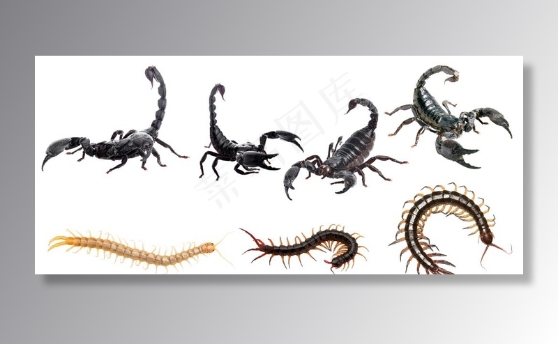 蝎子蜈蚣昆虫素材免抠图片(5000X2402(DPI:72))psd模版下载