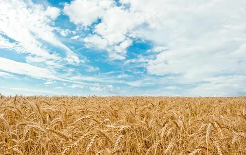 麦田图片