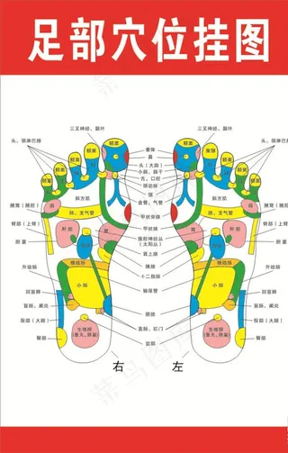 足部穴位挂图图片