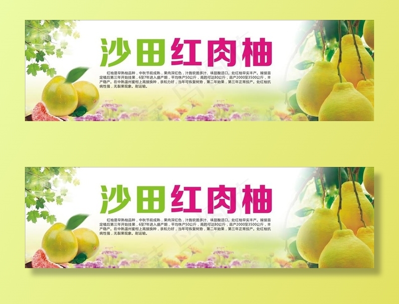 柚子图片cdr矢量模版下载