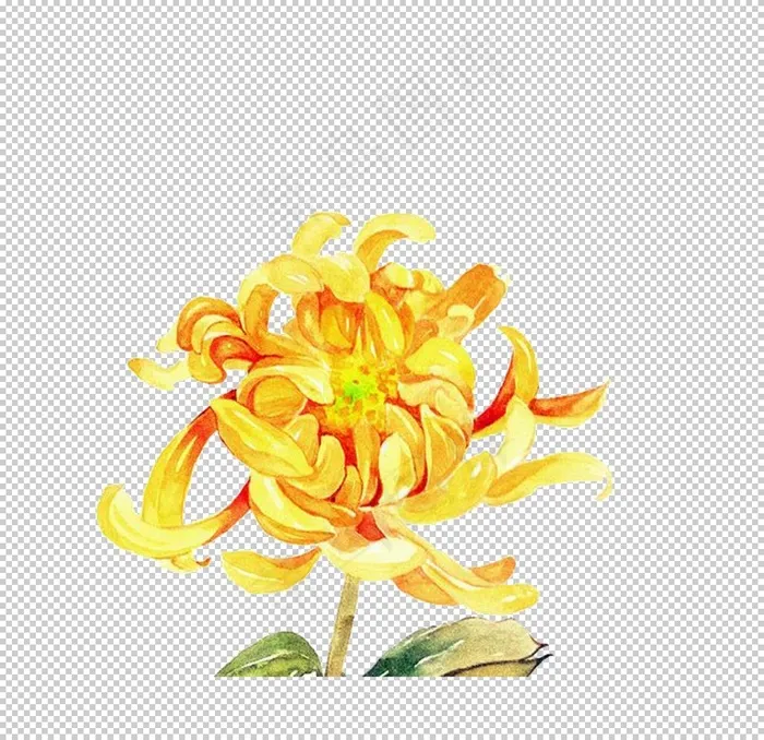 菊花装饰图片