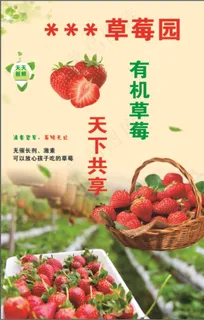 草莓图片 草莓图片