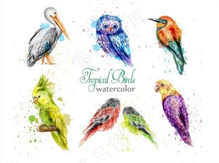水彩彩绘鸟素材图片