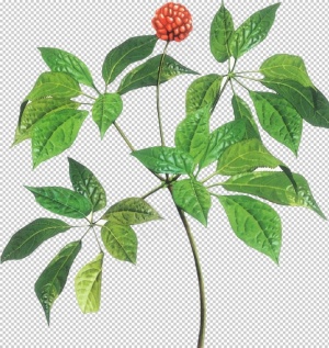 中药三七图片