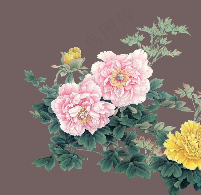 牡丹花图片(5906X5906(DPI:300))psd模版下载