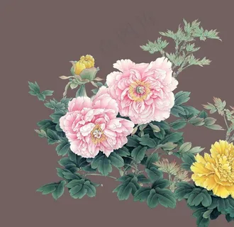 牡丹花图片 牡丹花图片