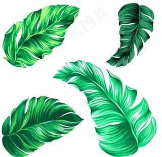 热带叶子图片