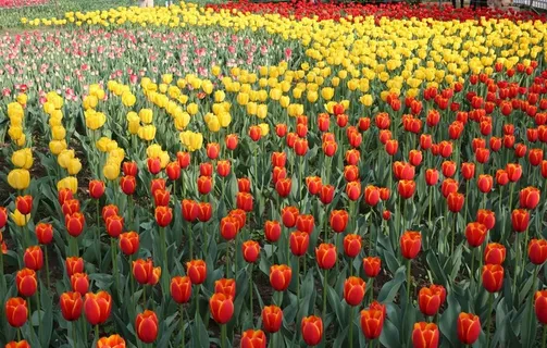 花海图片 花海图片