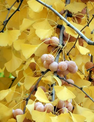 银杏果图片