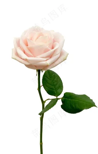 一枝粉色玫瑰花图片