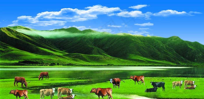 草原牛羊背景图片