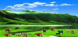 草原牛羊背景图片