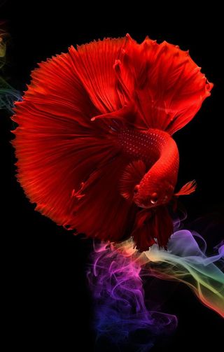 背景墙装饰画图片