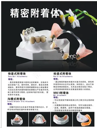 粗密附着体图片