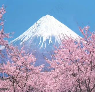 富士山 樱花图片 富士山 樱花图片