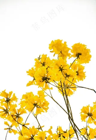 黄花风铃木图片