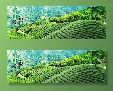 黄山毛峰图片 黄山毛峰图片