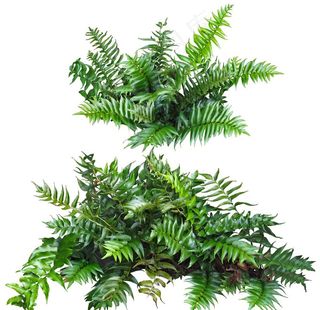 全缘贯众蕨草图片