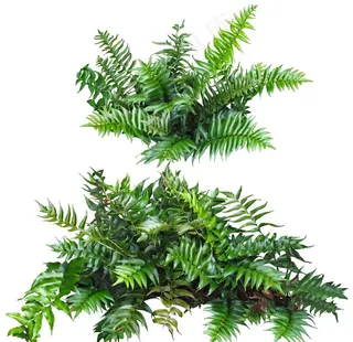 全缘贯众蕨草图片