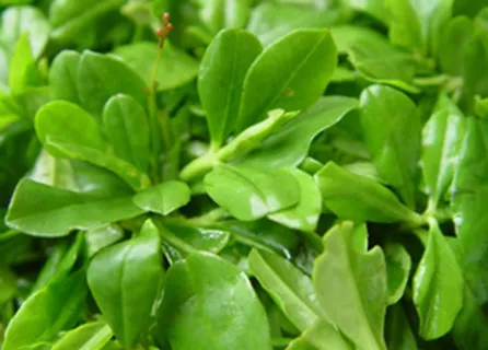 人参苗图片 人参苗图片